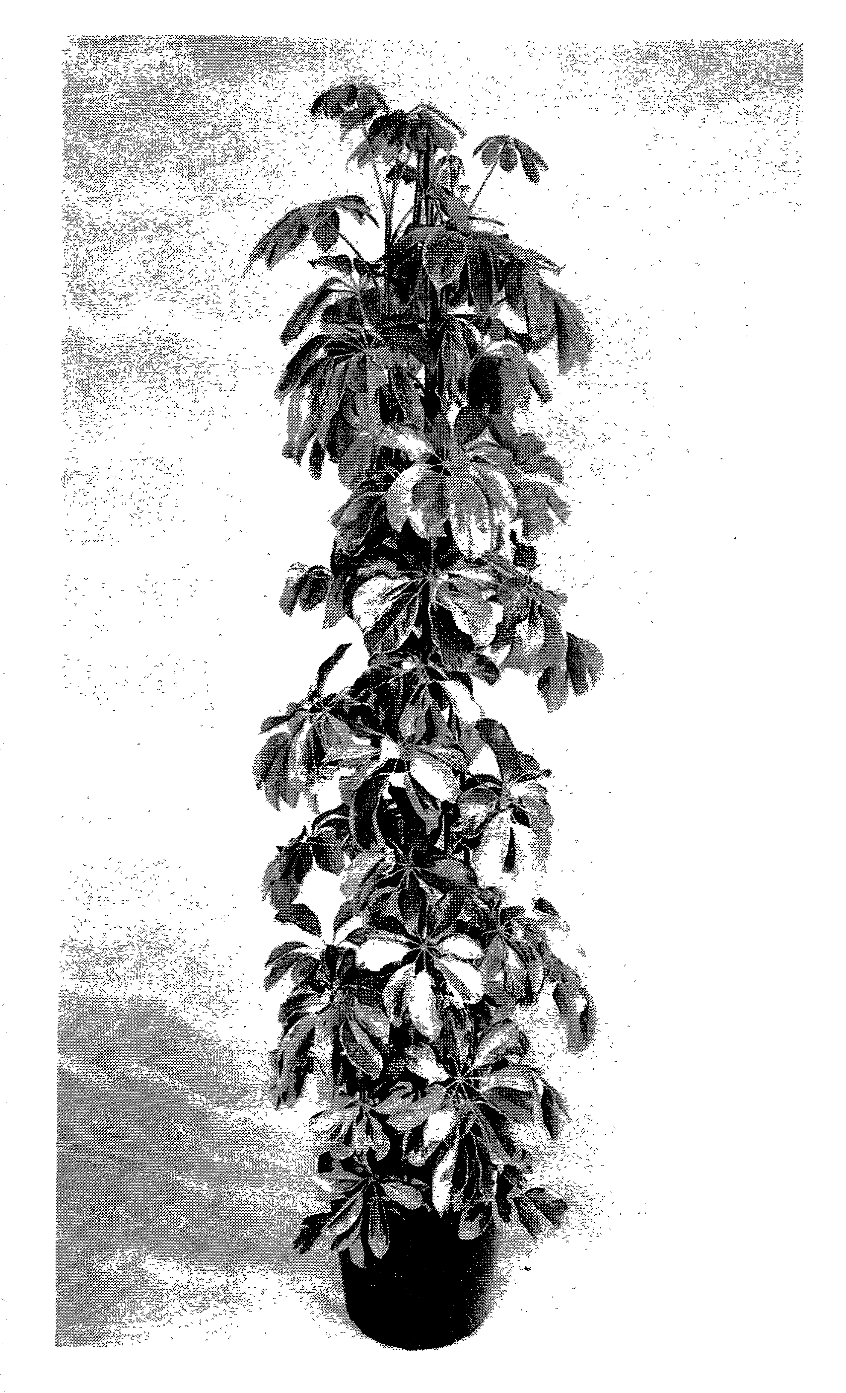 Schefflera plant named ' Dazzle'