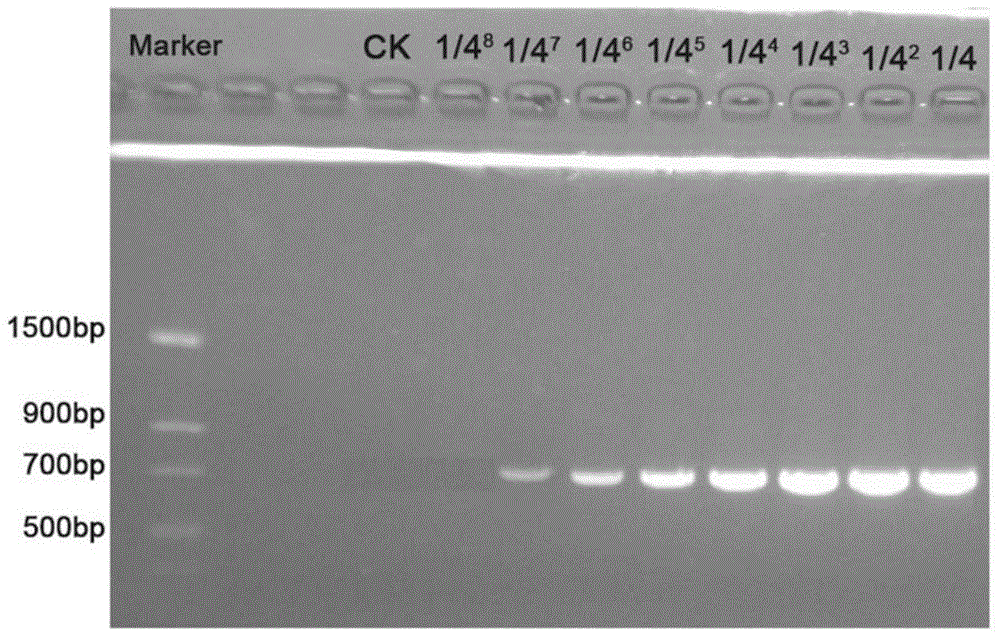 Nested PCR (polymerase chain reaction) kit for detecting duck-manure pollution in water body and detection method thereof