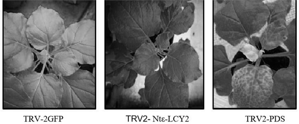 Regulatory gene for reducing total protein of tobacco leaves and phenol content in smoke
