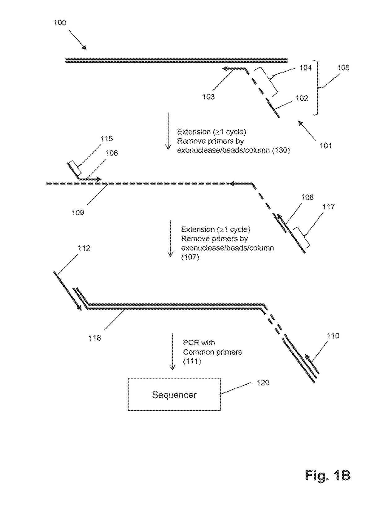 Method for genotyping clonotype profiles using sequence tags