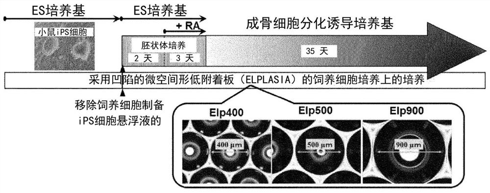 Method for producing osteoblast cluster using ips cells