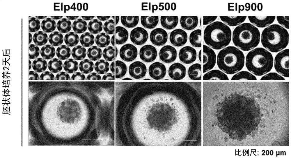 Method for producing osteoblast cluster using ips cells