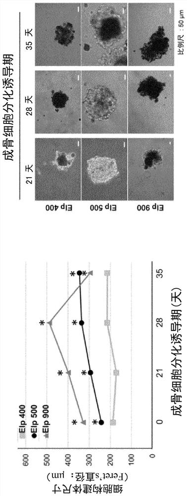 Method for producing osteoblast cluster using ips cells