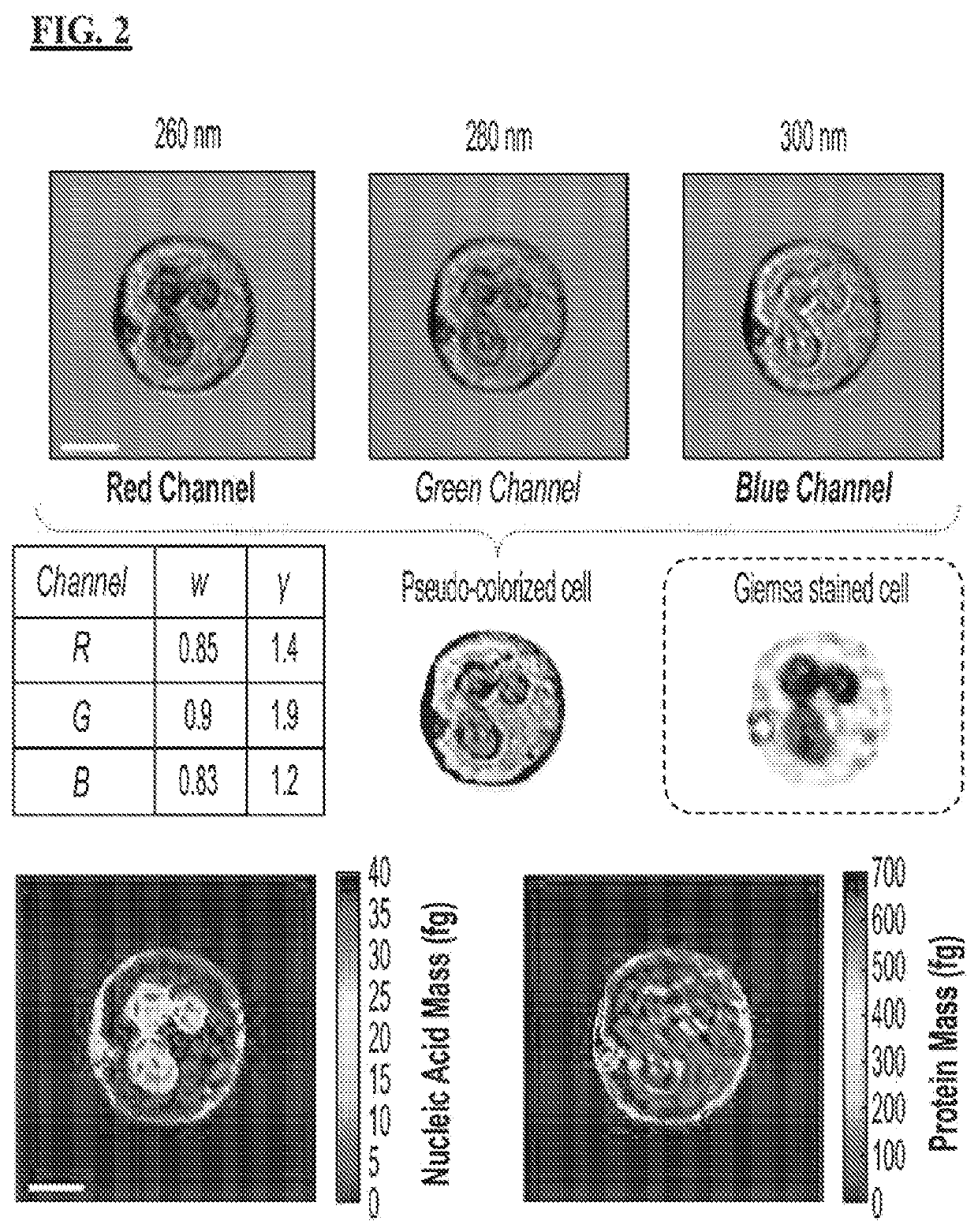 Label-Free Hematology and Pathology Analysis Using Deep-Ultraviolet Microscopy