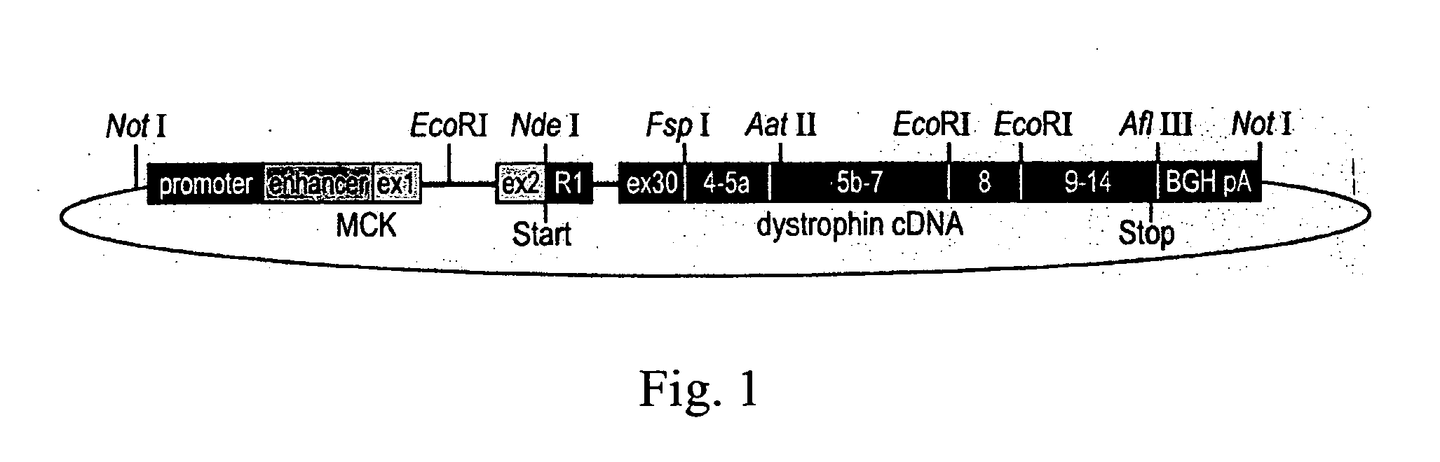 Retinal dystrophin transgene and methods of use thereof