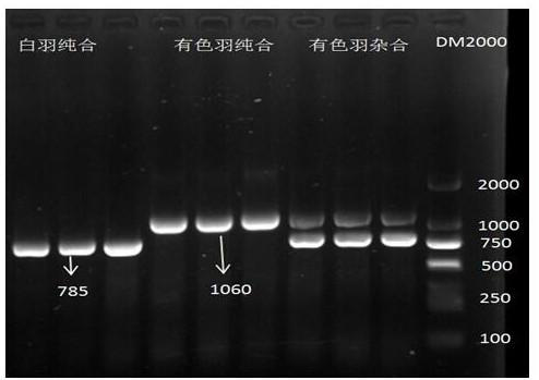 Primer for identifying recessive white feather and colored feather isozygoty of Xianglu mountain chickens and application of primer