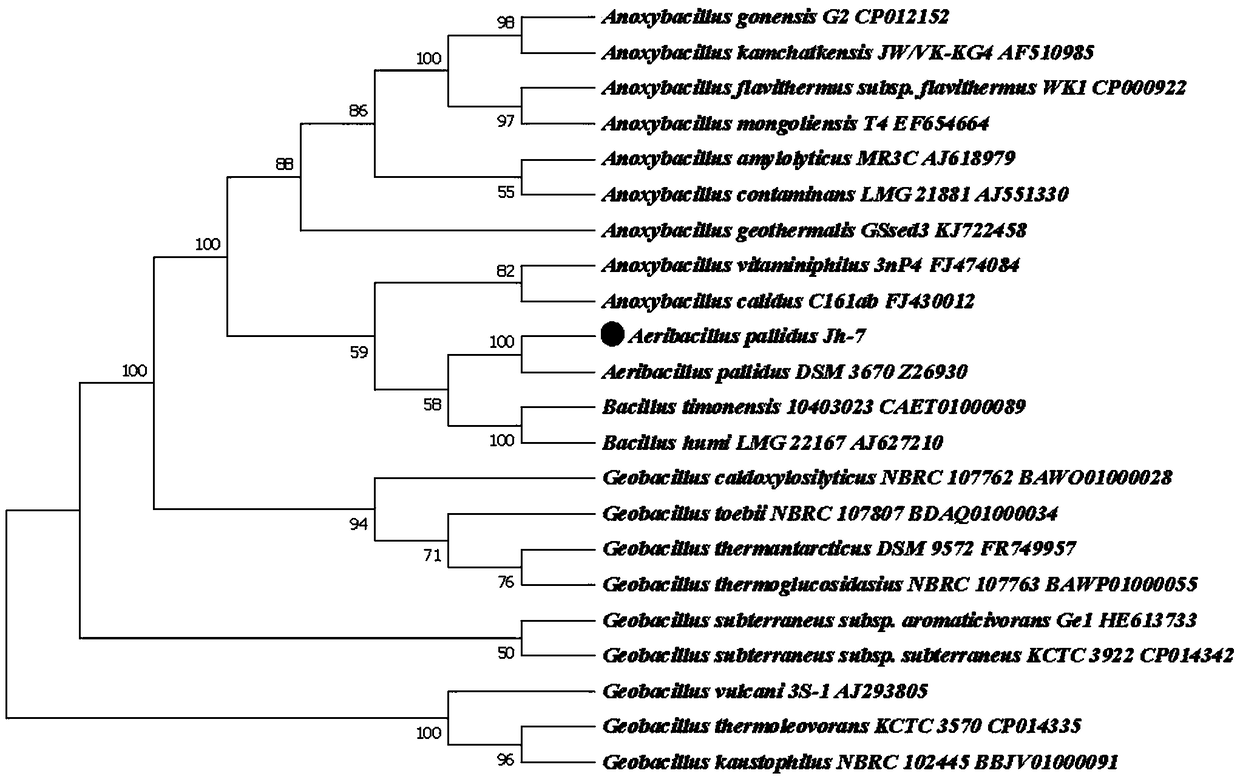 Aeribacillus pallidus Jh-7 antagonizing xanthomonas campestris pv. oryzae