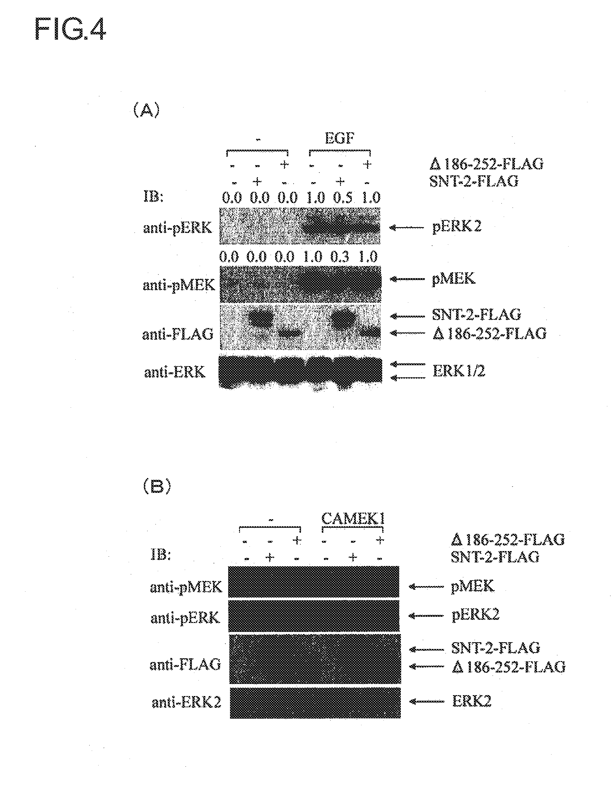 Method for inhibiting signal transduction, signal transduction inhibitor to be used therein and use thereof