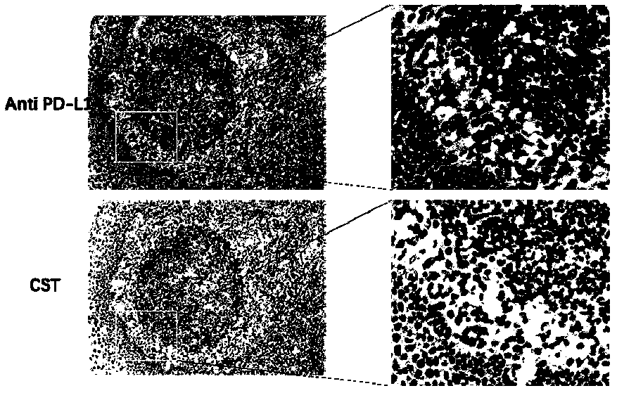 Anti-human B7-H1 monoclonal antibody preparation method and application of antibody to immunohistochemical detection