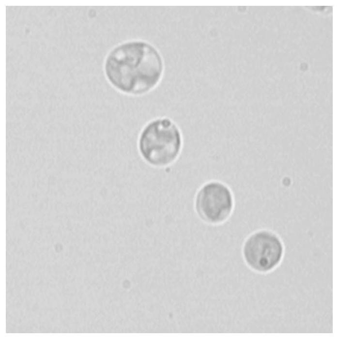 A kind of chlorella w3 capable of removing heavy metals in water with high heavy metal content and its application