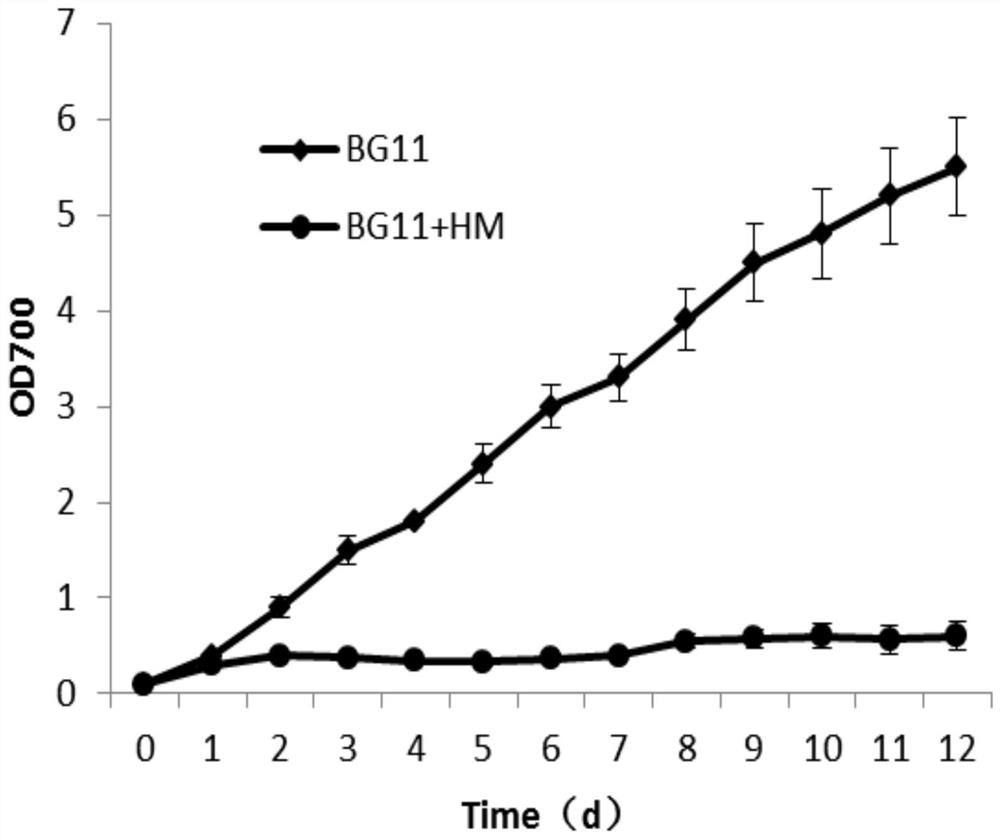 A kind of chlorella w3 capable of removing heavy metals in water with high heavy metal content and its application