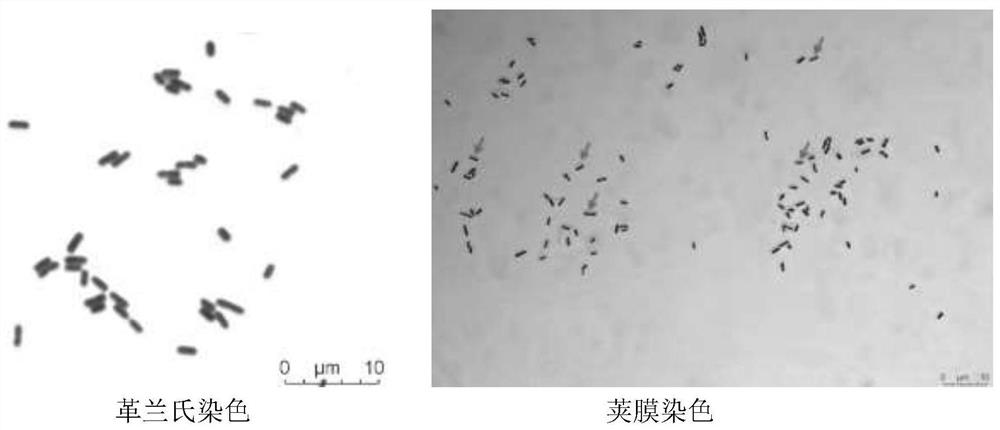 VBNC state Lactobacillus brevis CSHRR5-3 strain and application thereof