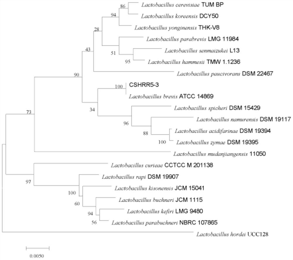 VBNC state Lactobacillus brevis CSHRR5-3 strain and application thereof