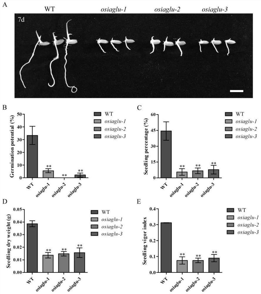 Application of Rice Auxin Glycosyltransferase Gene