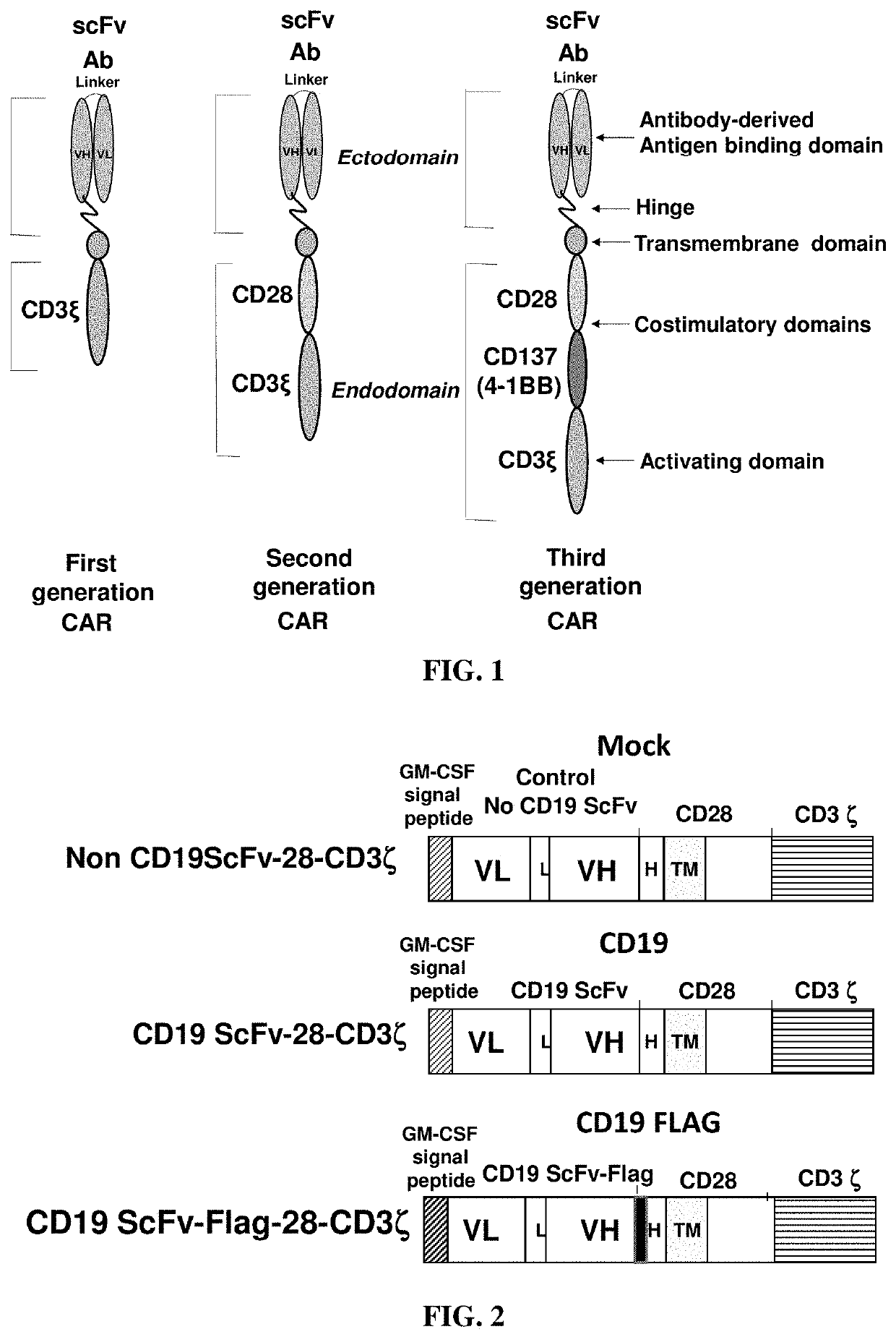 Flag tagged CD19-CAR-T cells