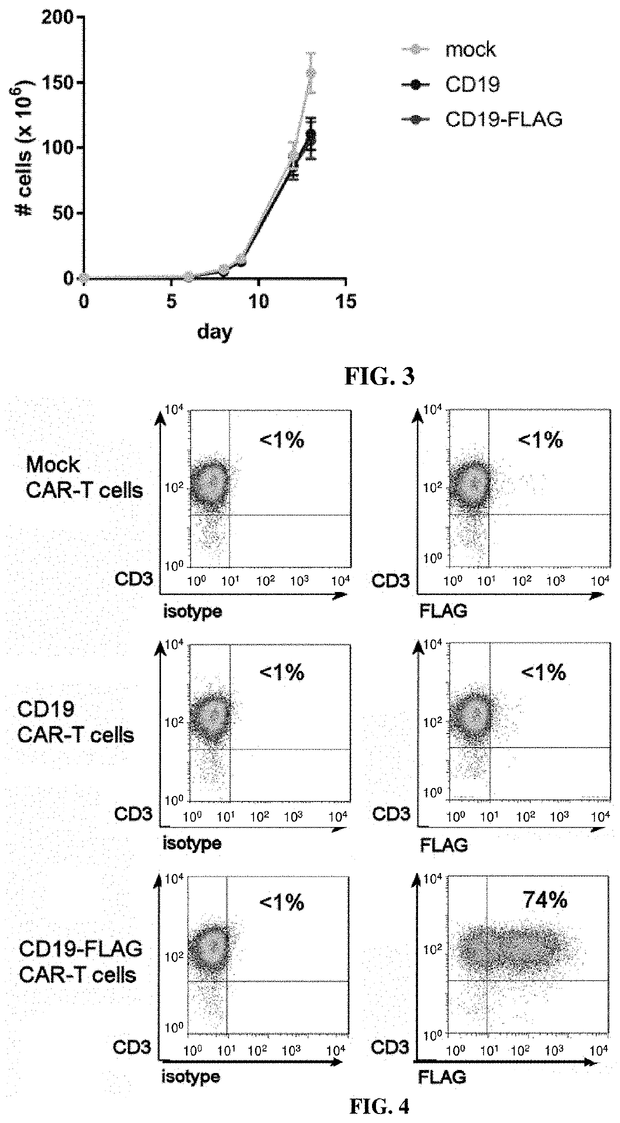 Flag tagged CD19-CAR-T cells