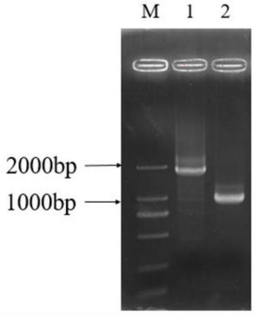 A h9n2 subtype avian influenza virus with interchanged ha and ns1 deletion gene packaging signals and its construction method and application