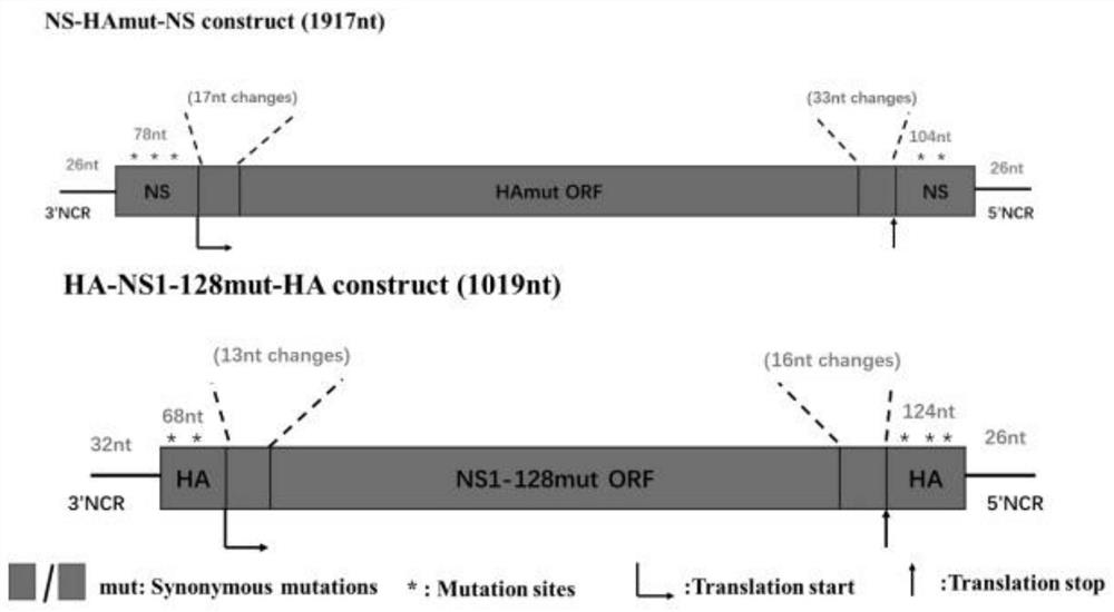 A h9n2 subtype avian influenza virus with interchanged ha and ns1 deletion gene packaging signals and its construction method and application