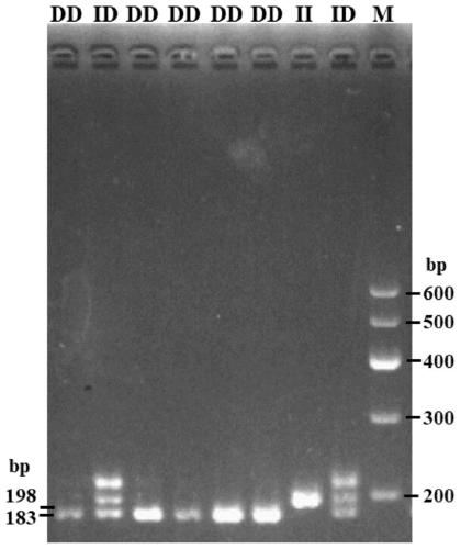 Goat HIAT1 gene insertion/deletion polymorphism detection method and application thereof