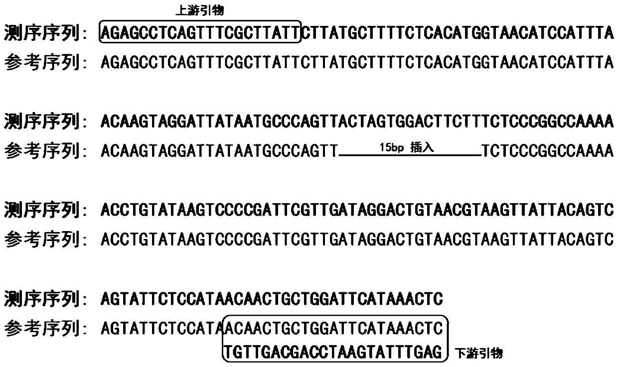 Goat HIAT1 gene insertion/deletion polymorphism detection method and application thereof