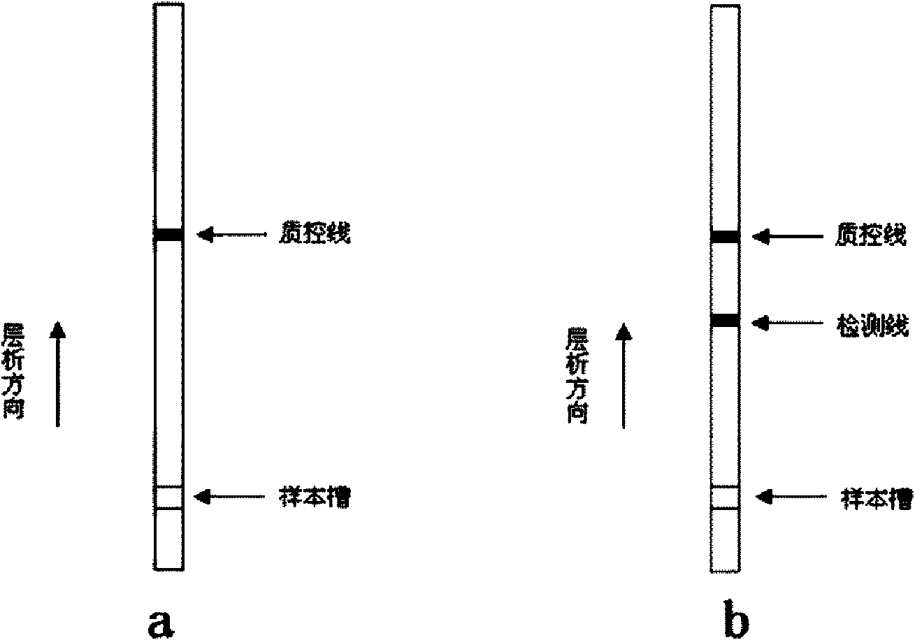 Method for detecting fumonisin by colloidal gold immunochromatographic test