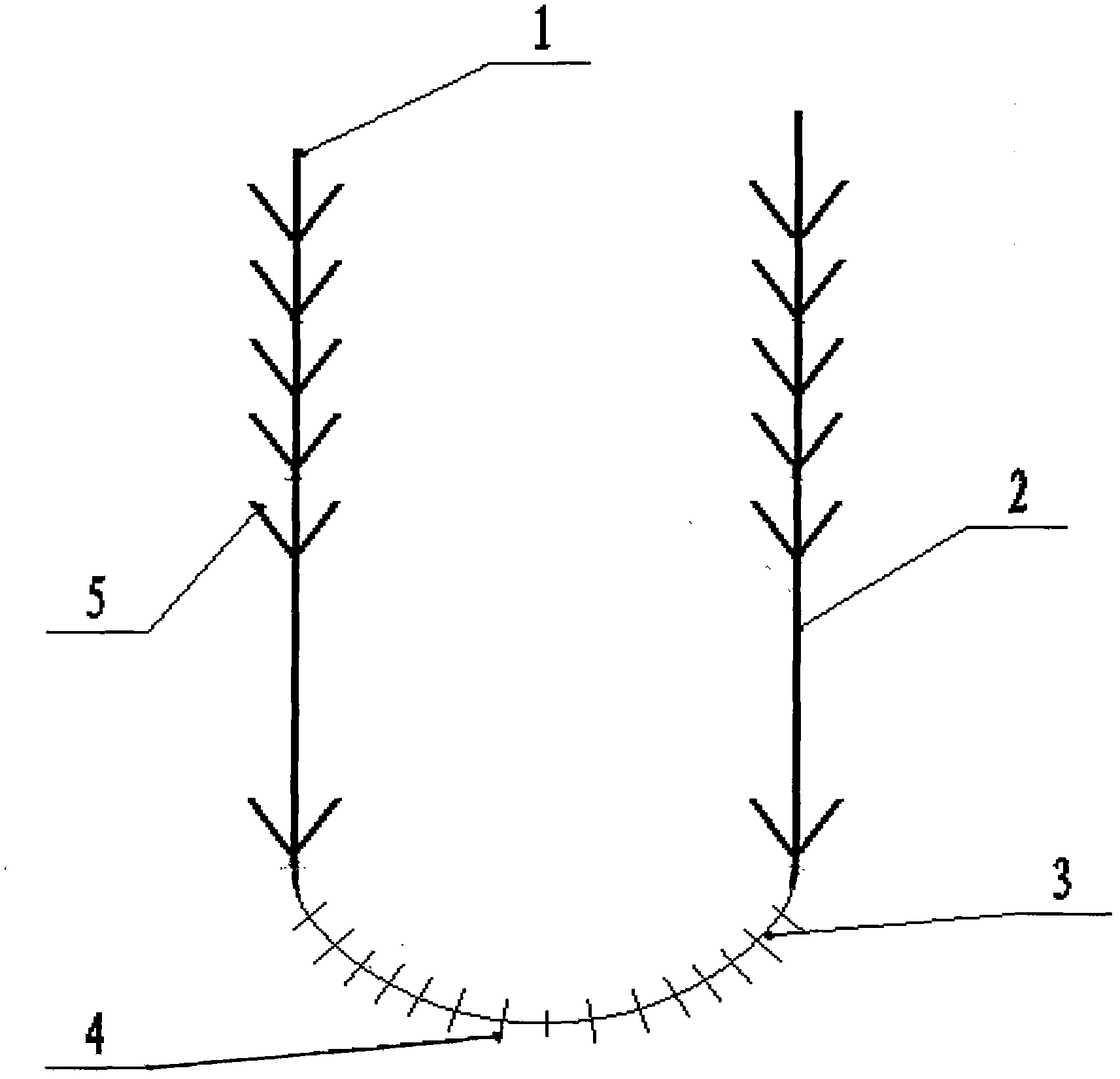 u-shaped pinnate line