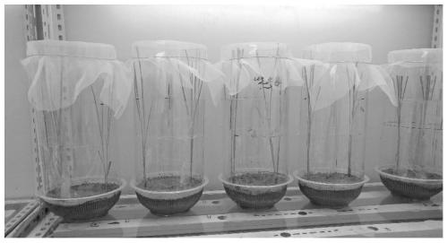 Application of xanthoxylin as rice planthopper repellent