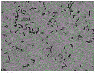 A kind of inactivated lactic acid bacteria effervescent tablet and preparation method thereof