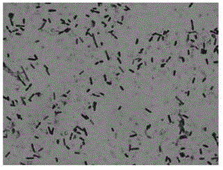 A kind of inactivated lactic acid bacteria effervescent tablet and preparation method thereof