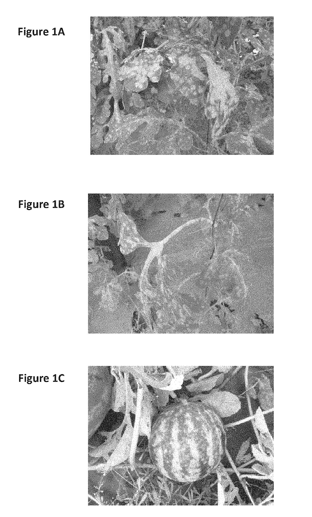 Watermelon plants with tolerance to powdery mildew