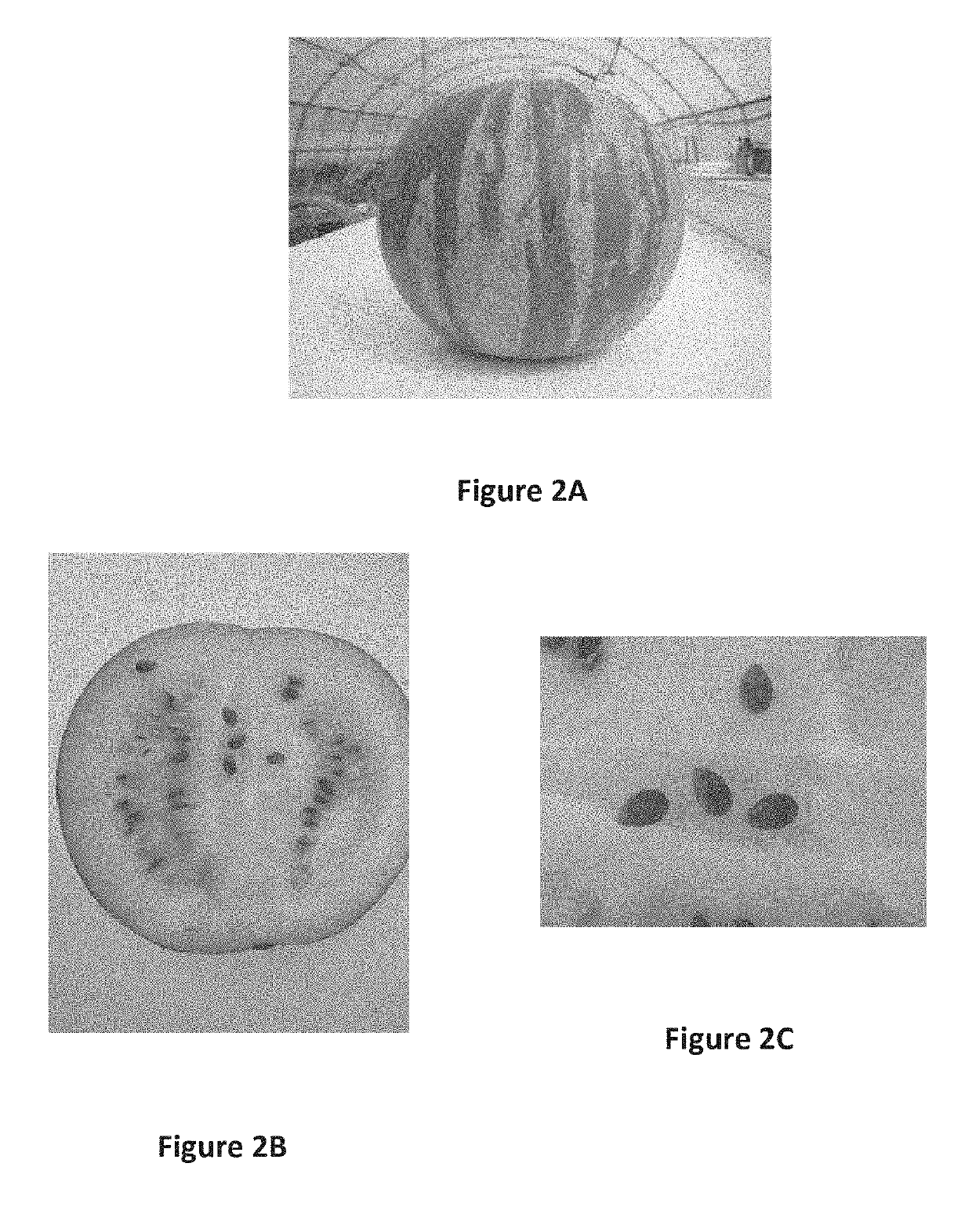 Watermelon plants with tolerance to powdery mildew