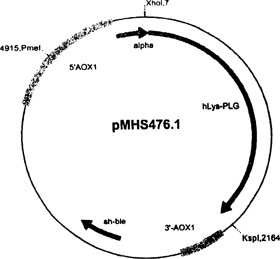 Method for producing recombinant proteins in micro-organisms
