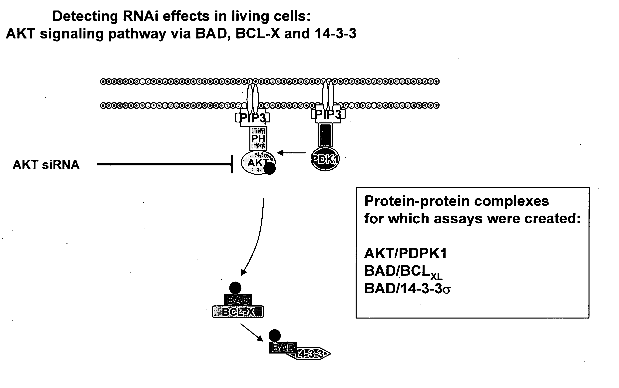 Monitoring gene silencing and annotating gene function in living cells