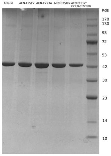 Nitrilase mutant and application thereof in preparation of anti-epileptic drug intermediate