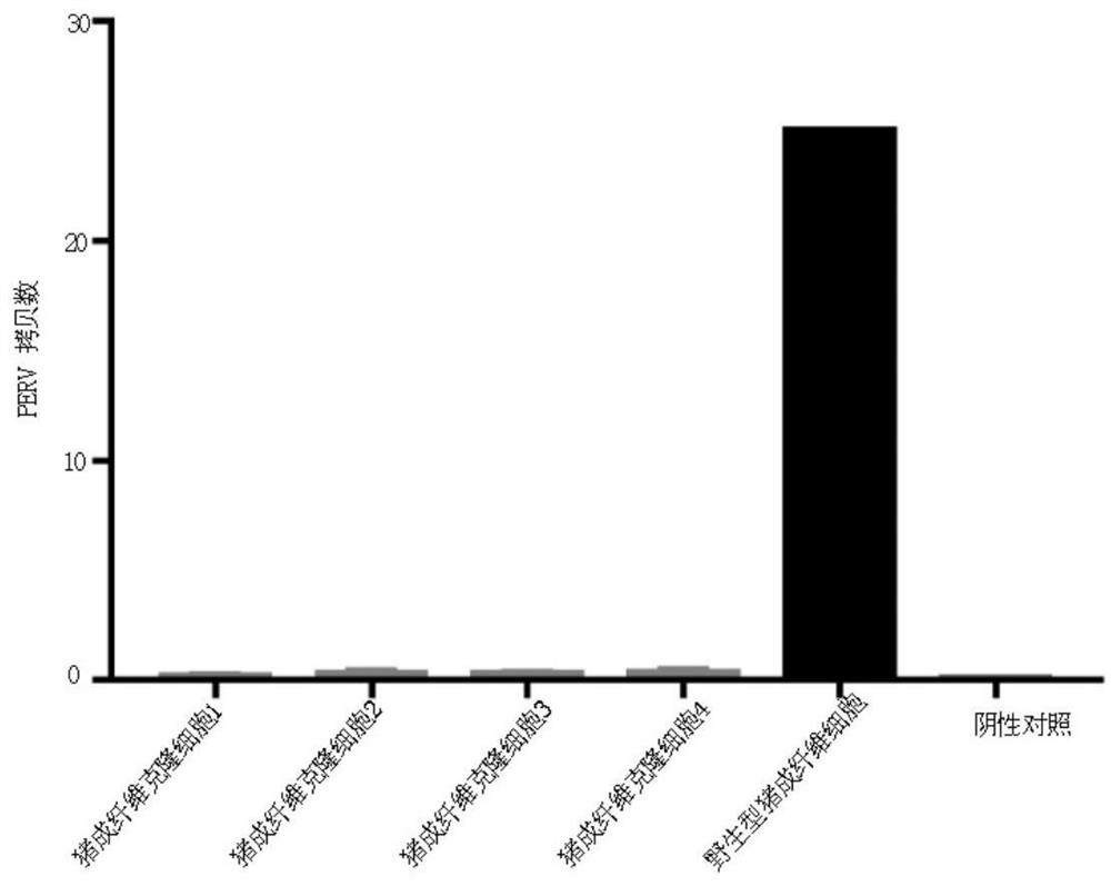 Breeding method and application of transgenic pig