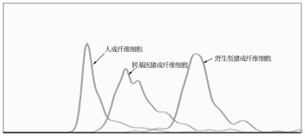 Breeding method and application of transgenic pig