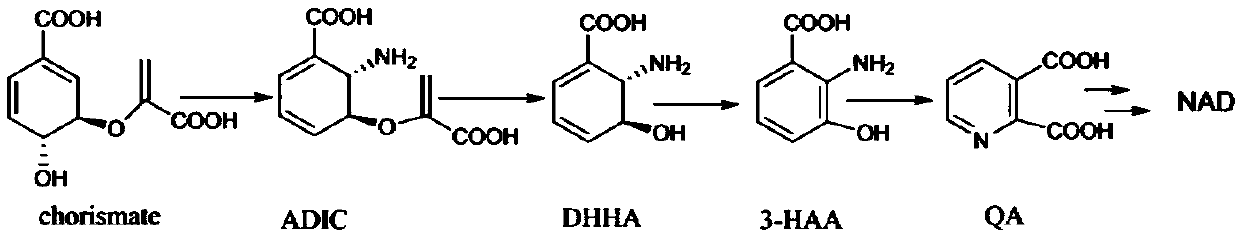 Biosynthesis method of nicotinamide adenine dinucleotide compound