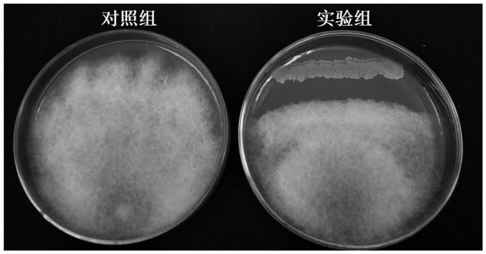 Bacillus velezensis HYL-1 and application thereof