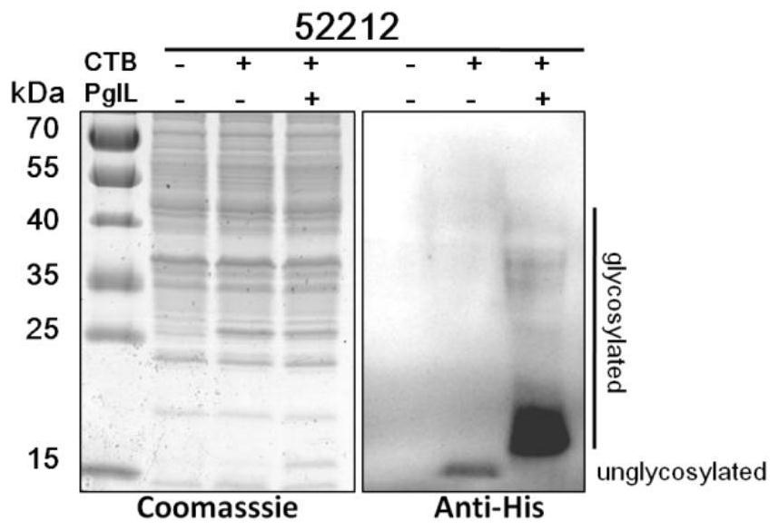 Bovine brucellosis polysaccharide conjugate vaccine and application thereof