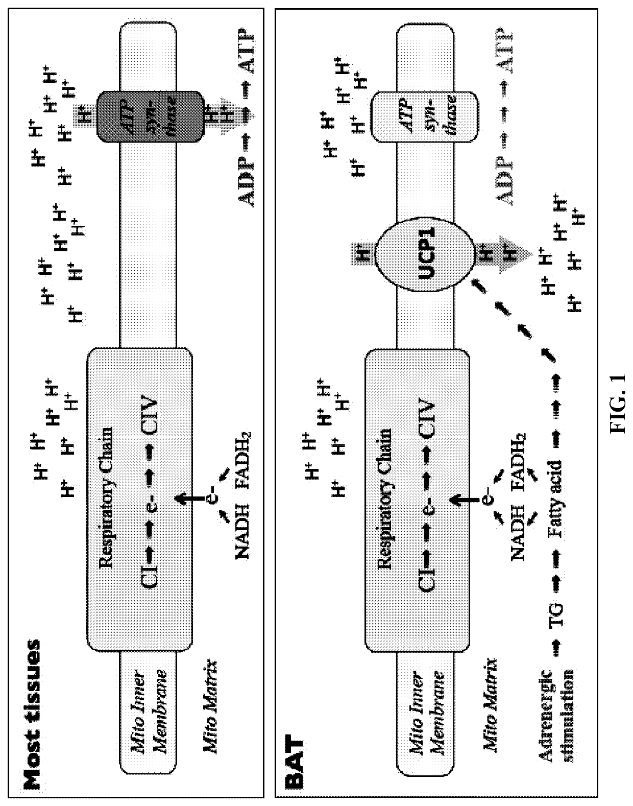 Targeted delivery of therapeutic agents to human adipocytes