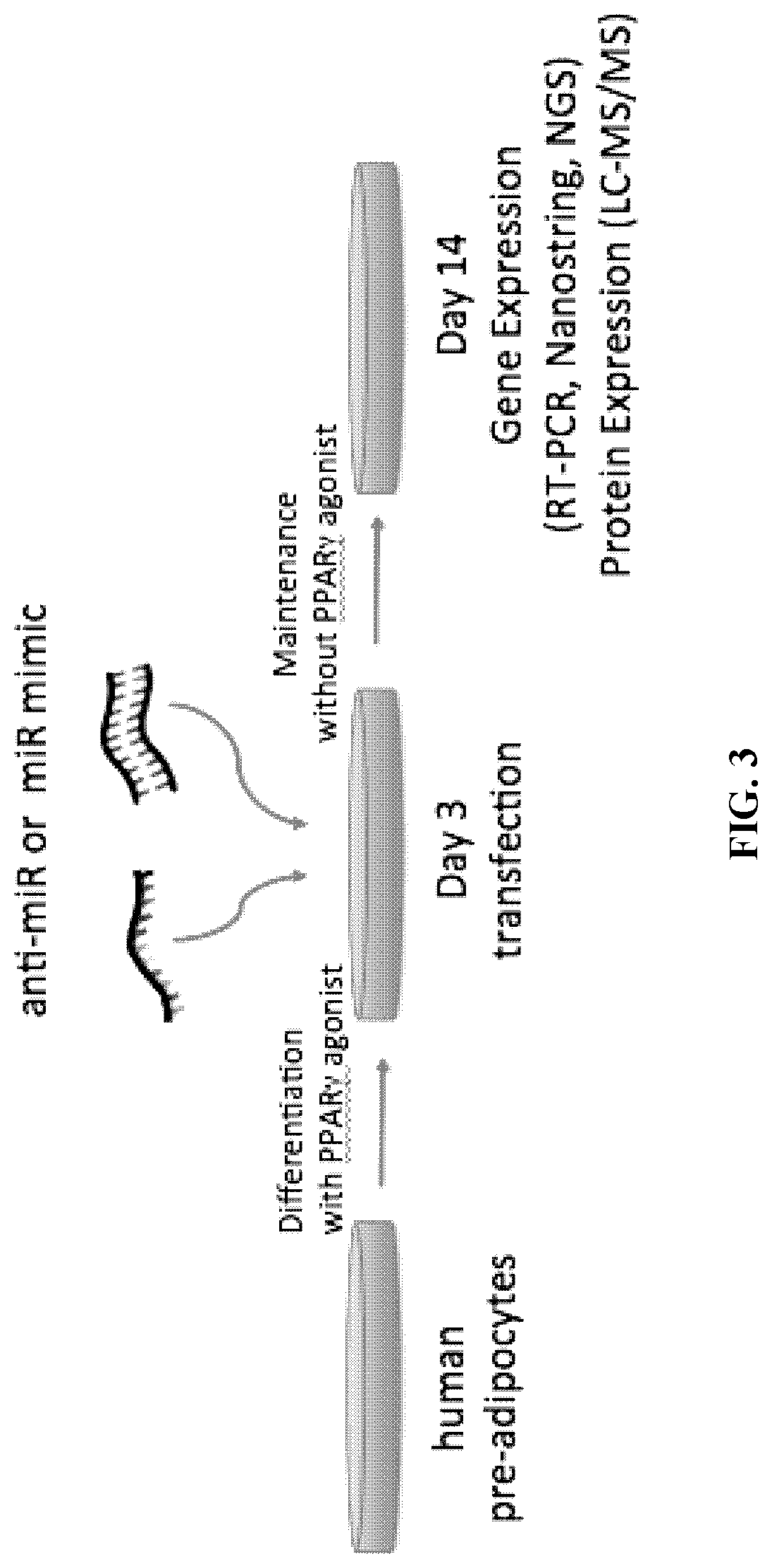 Targeted delivery of therapeutic agents to human adipocytes