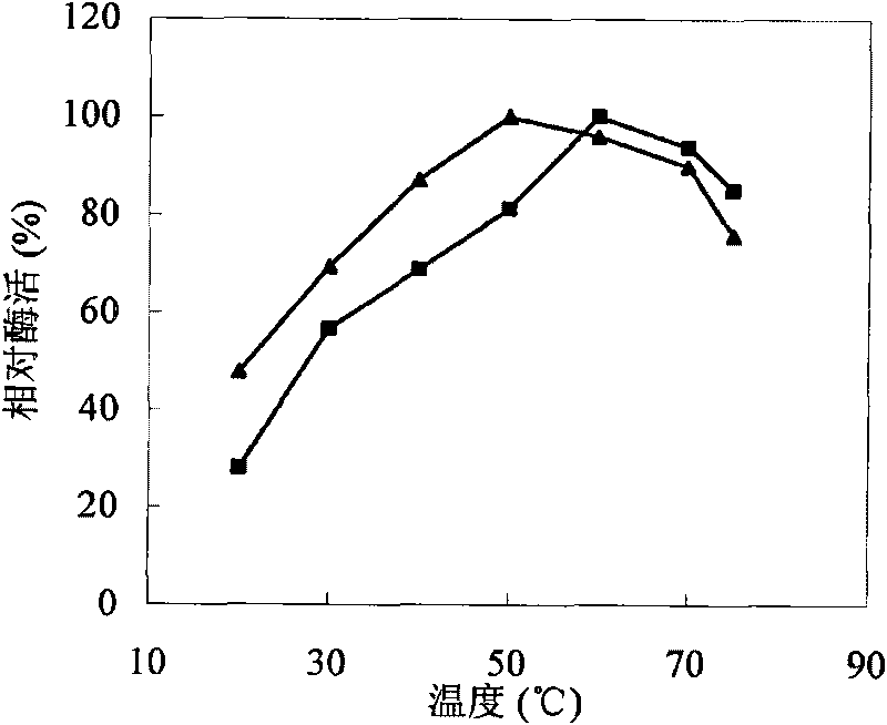 Method for preparing immobilized enzyme by using spherical bacterial cellulose as carrier