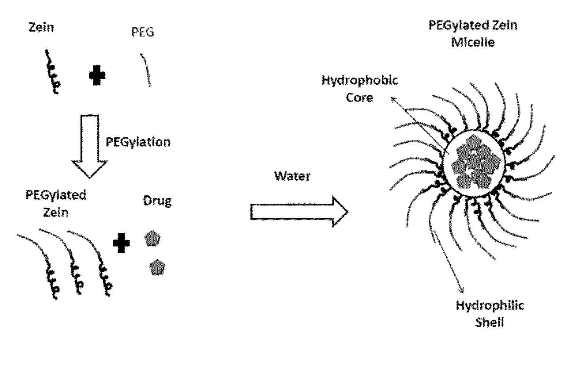Polymer conjugated protein micelles
