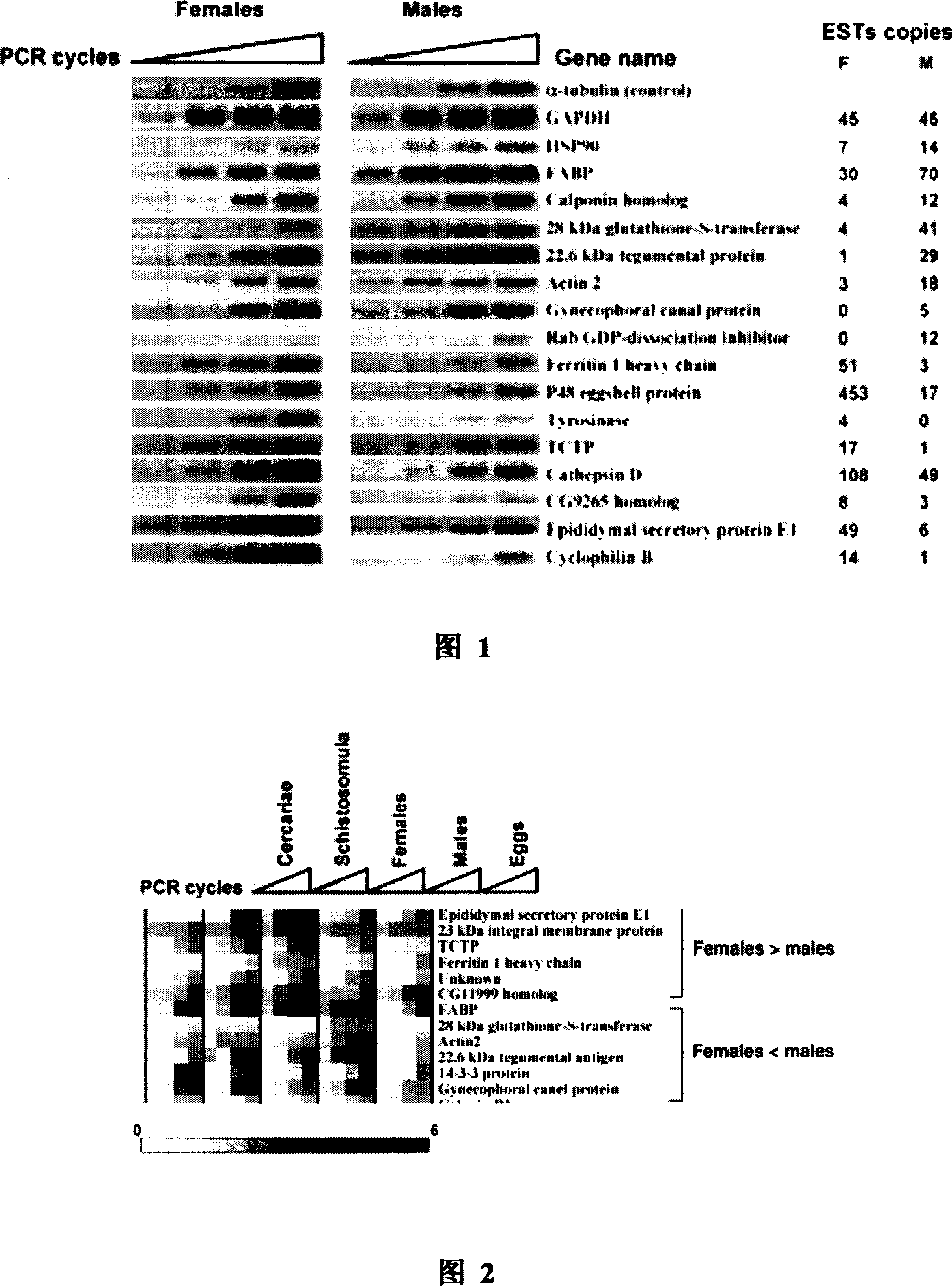 Japanese blood fluke specific female fluke gene and its coded protein and application