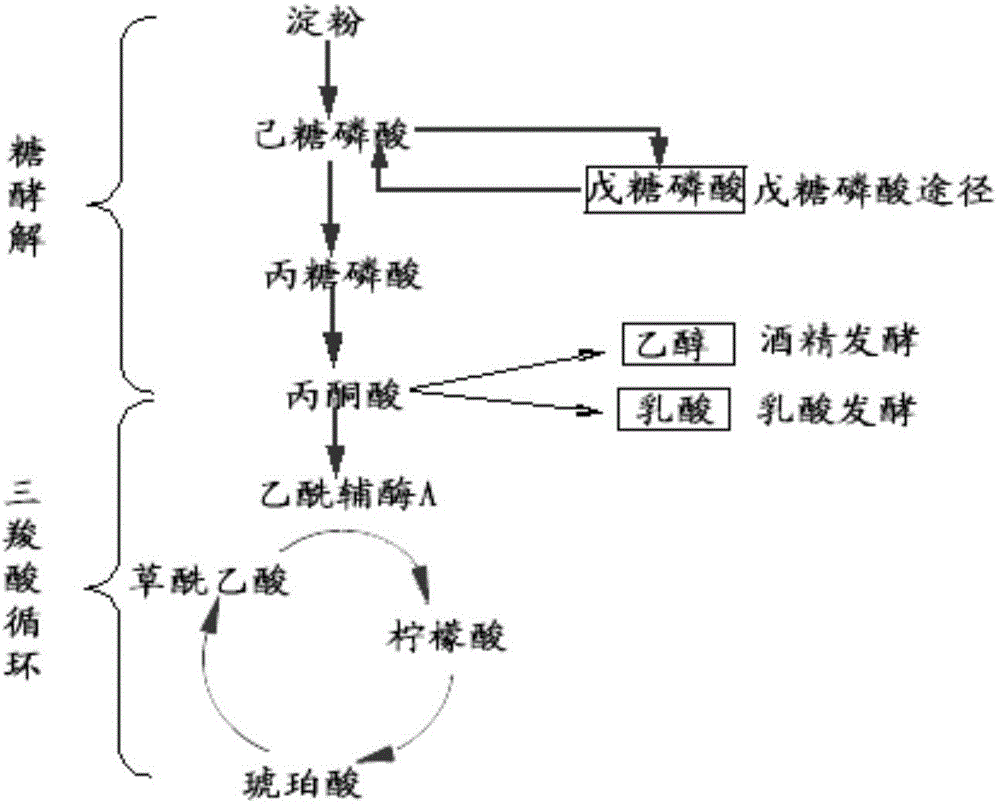 Cordyceps sinensis hirsutella-sinensis malic dehydrogenase B, encoding gene and application of two