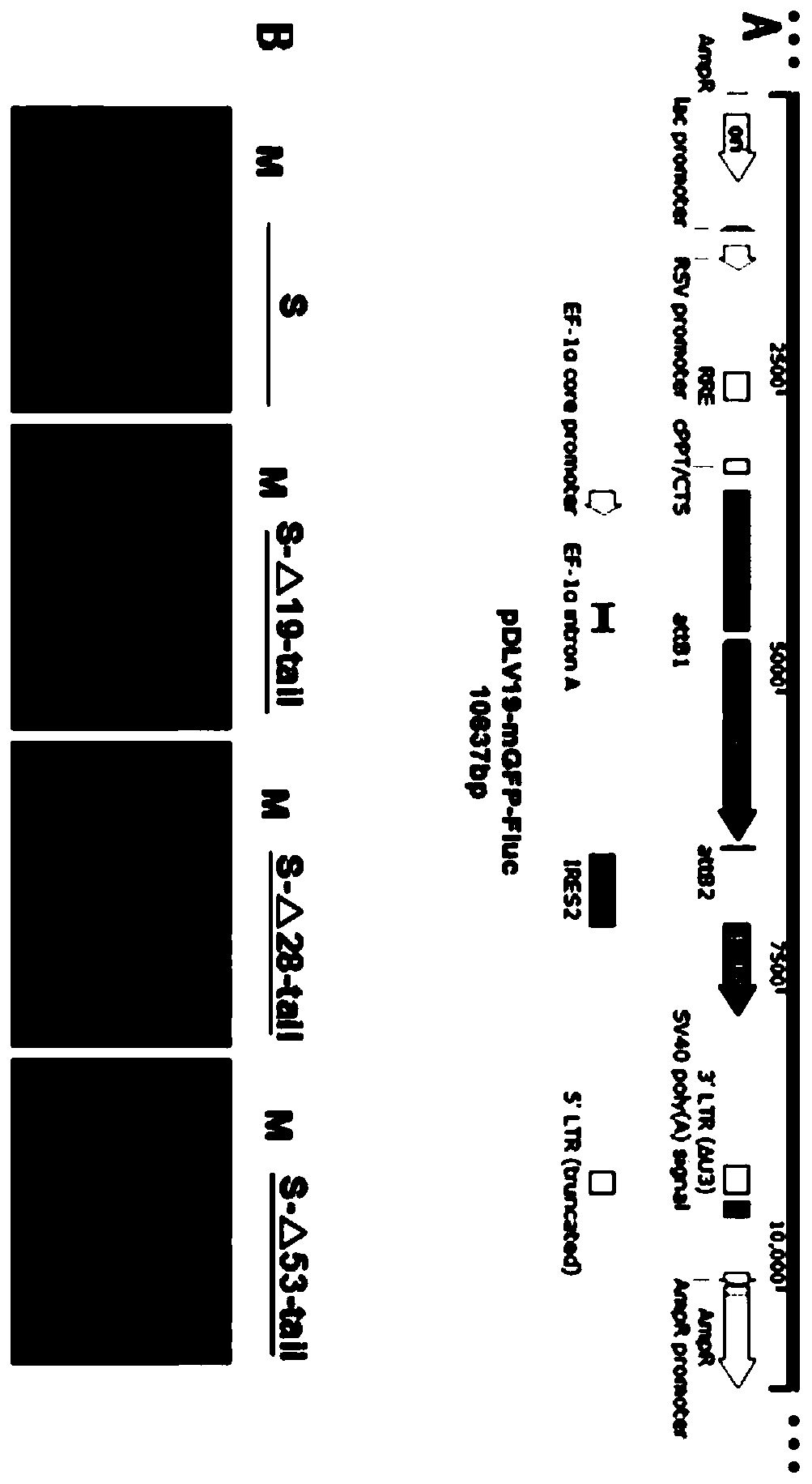 Double-reporter-gene skeleton vector, four-plasmid pseudovirus packaging system and packaged COVID-19 pseudovirus