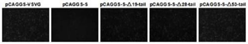 Double-reporter-gene skeleton vector, four-plasmid pseudovirus packaging system and packaged COVID-19 pseudovirus