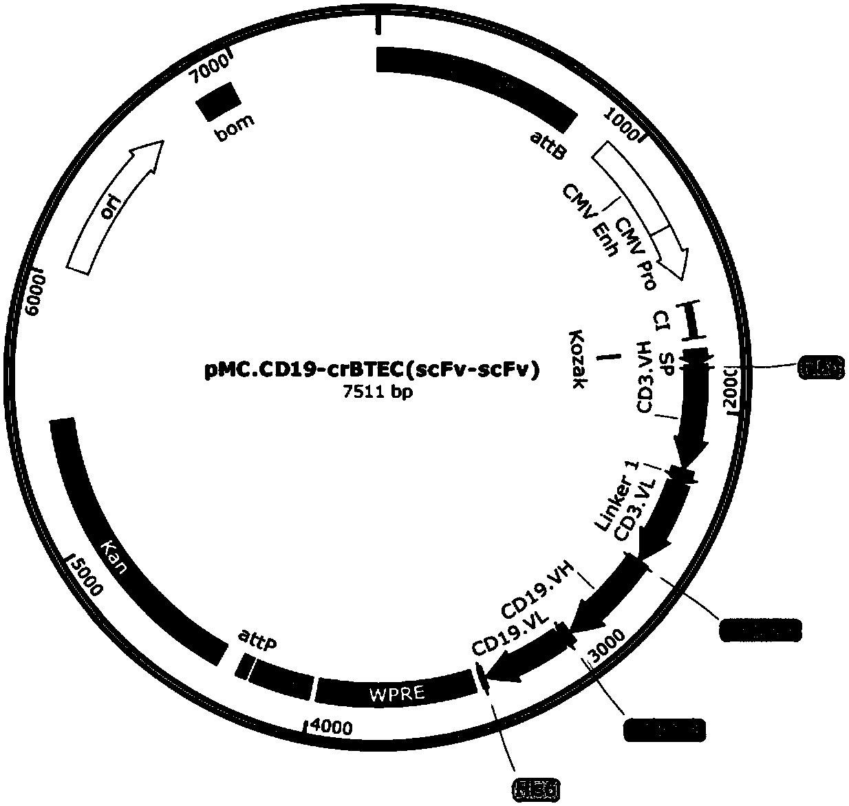 Minicircle DNA expression bridging molecules for connecting human and animal target cells with effector cells, and application of minicircle DNA expression bridging molecules