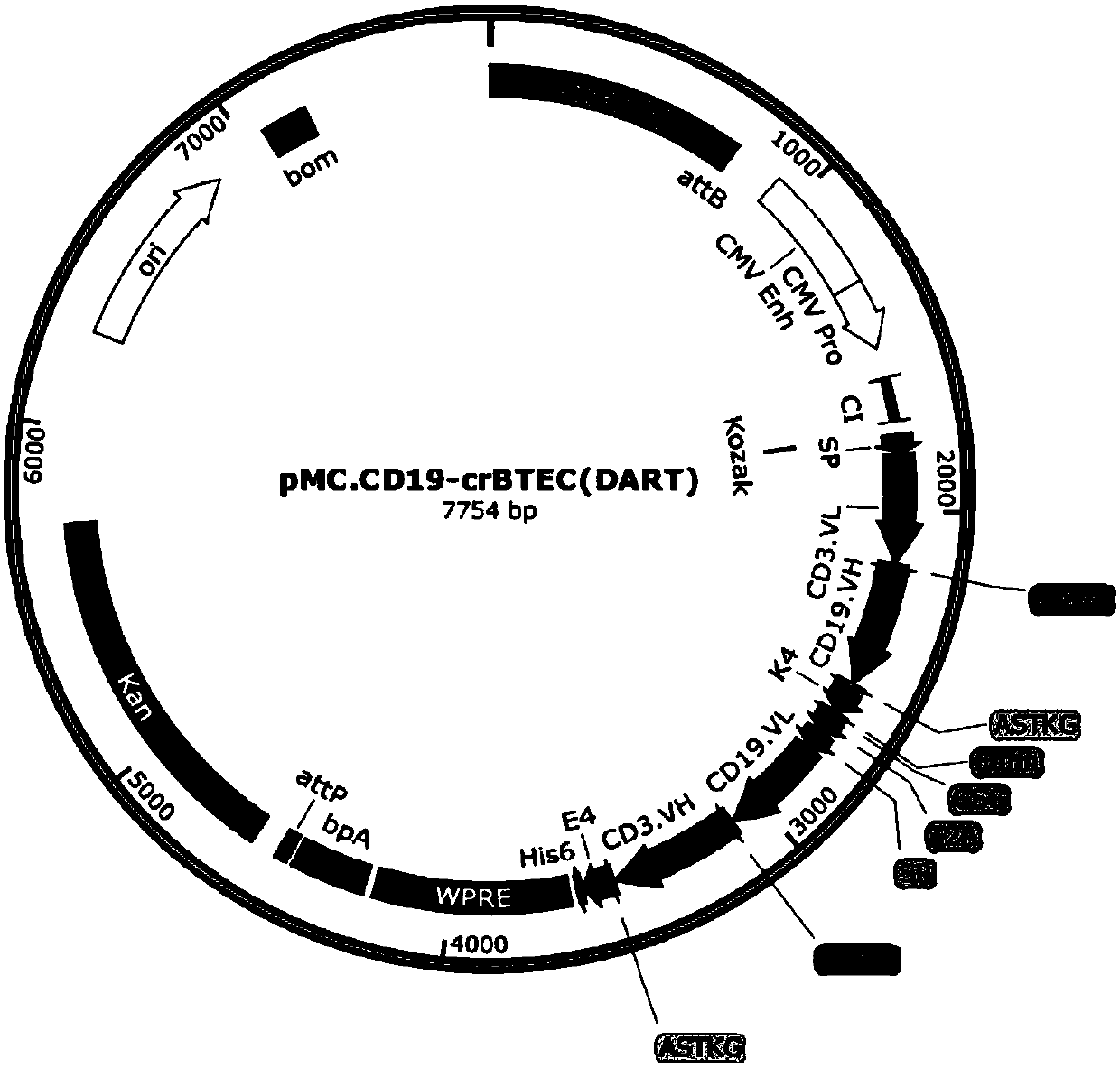 Minicircle DNA expression bridging molecules for connecting human and animal target cells with effector cells, and application of minicircle DNA expression bridging molecules