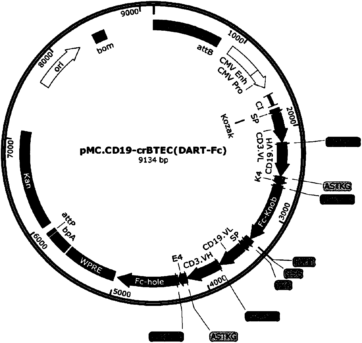 Minicircle DNA expression bridging molecules for connecting human and animal target cells with effector cells, and application of minicircle DNA expression bridging molecules